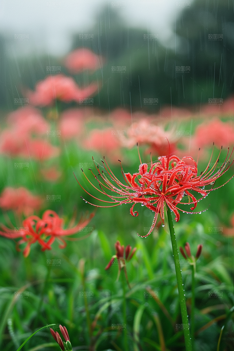 彼岸花草地花卉摄影图