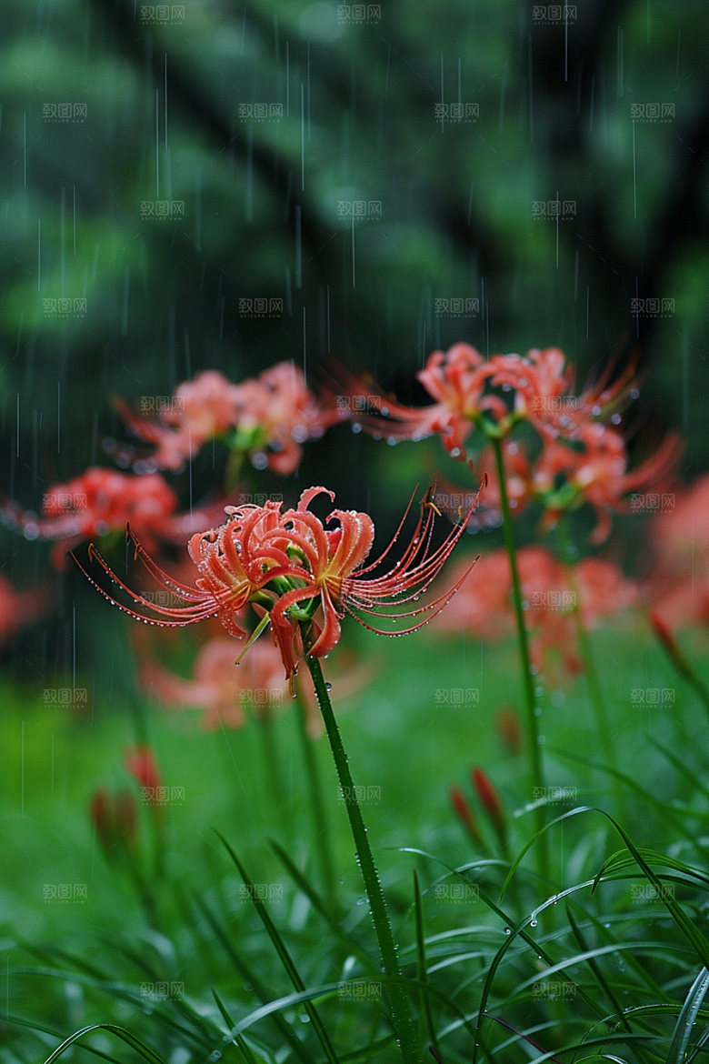 彼岸花自然花卉摄影图