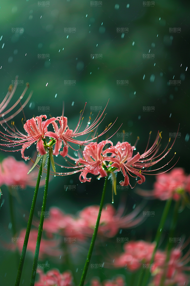 彼岸花森林植物摄影图