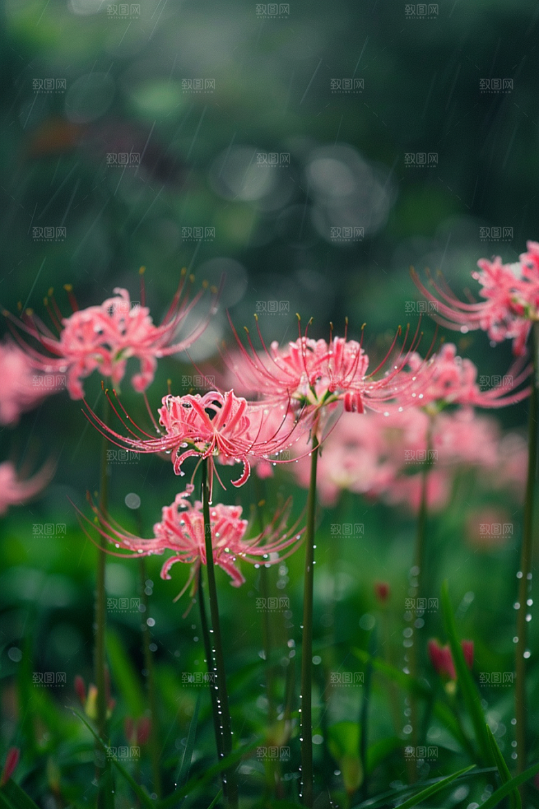 彼岸花优雅石蒜摄影图