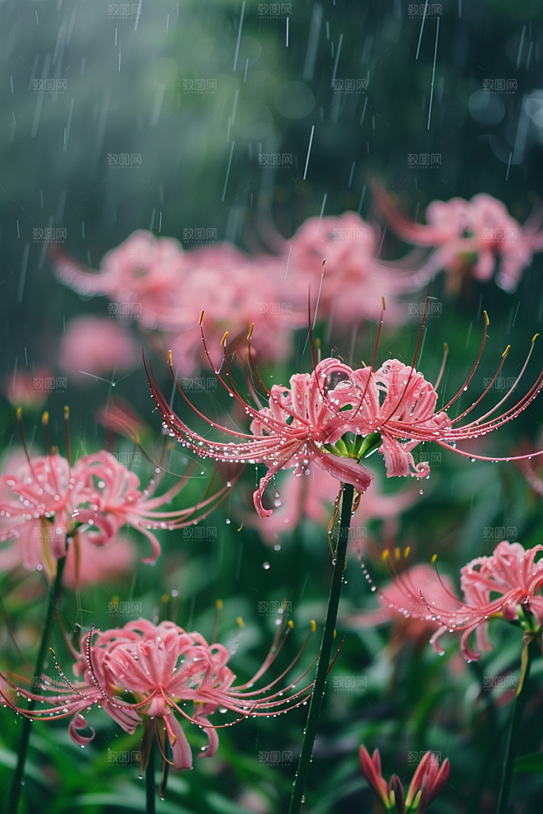 彼岸花花卉自然摄影图