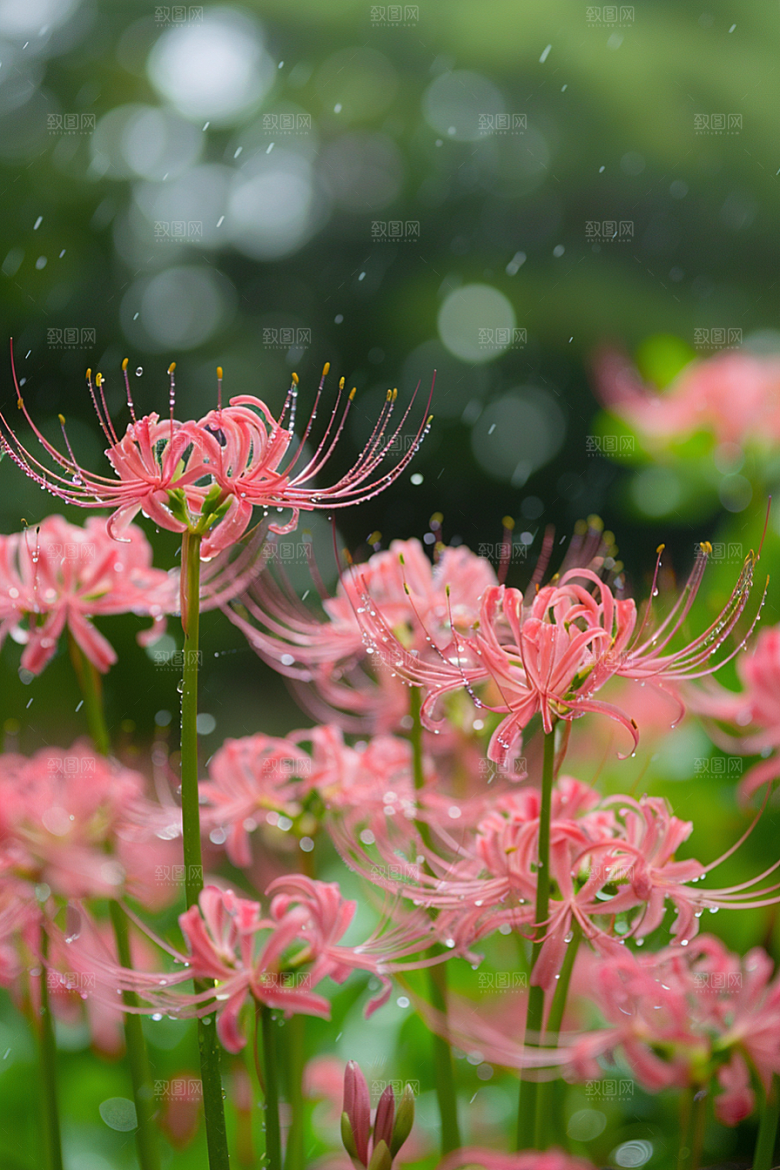 彼岸花花卉幽冥摄影图