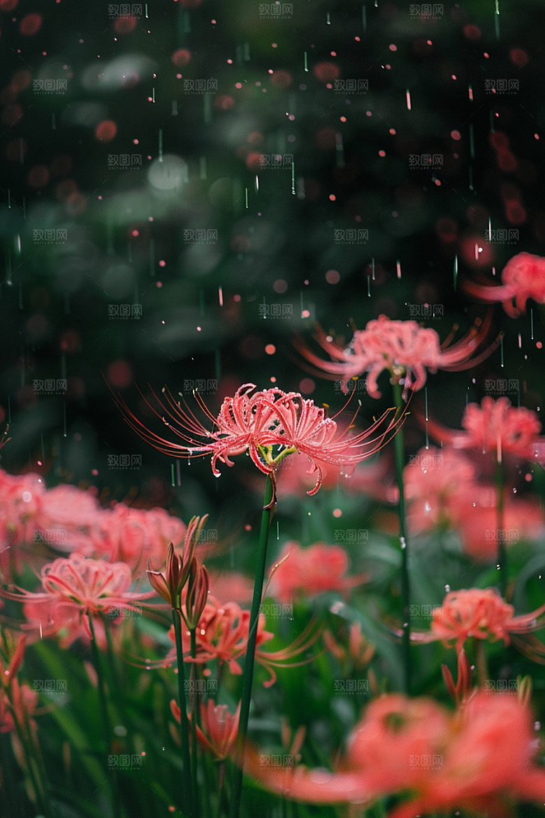 彼岸花唯美花卉摄影图