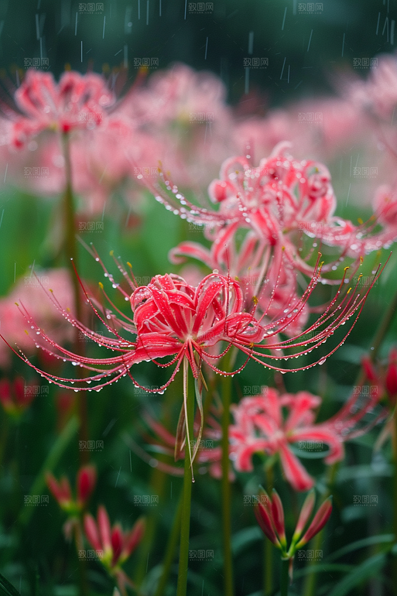 彼岸花曼殊沙华花卉摄影图