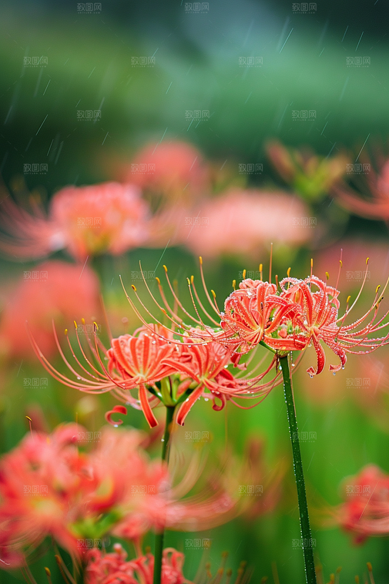 彼岸花优雅花卉摄影图