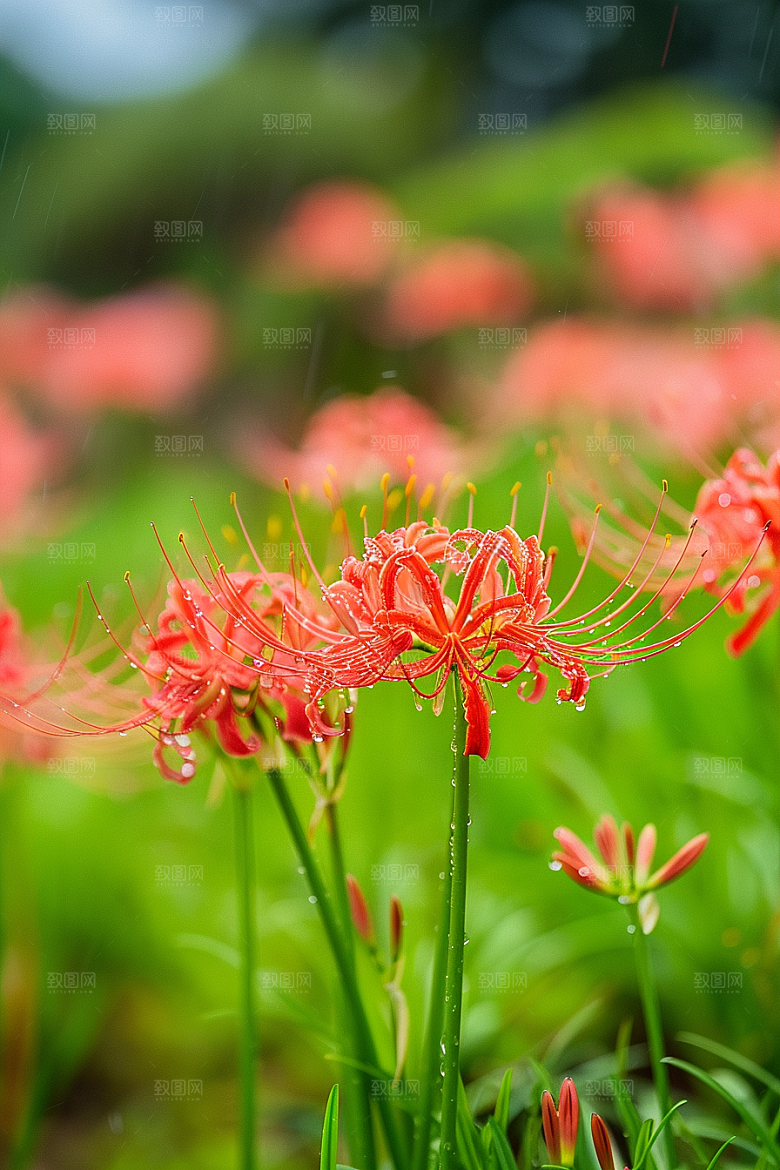 彼岸花灵魂传说自然摄影图