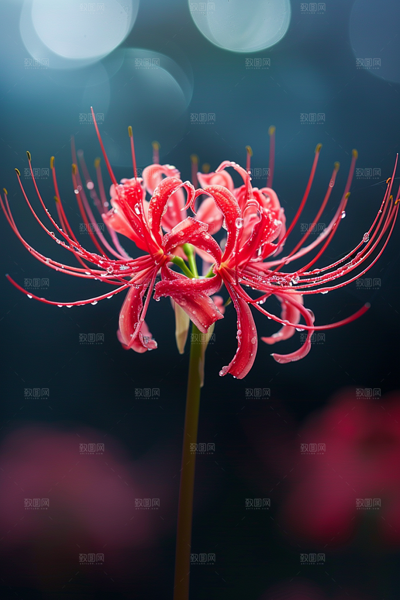 彼岸花森林自然摄影图