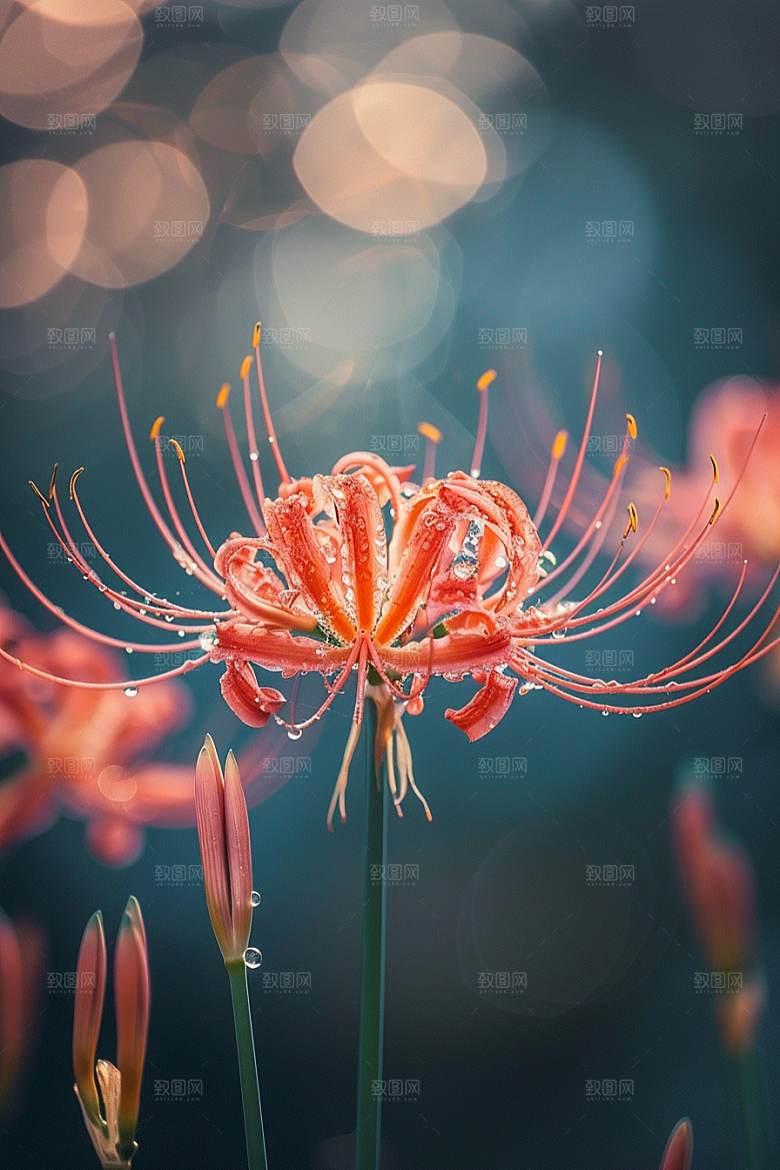 彼岸花花卉植物摄影图