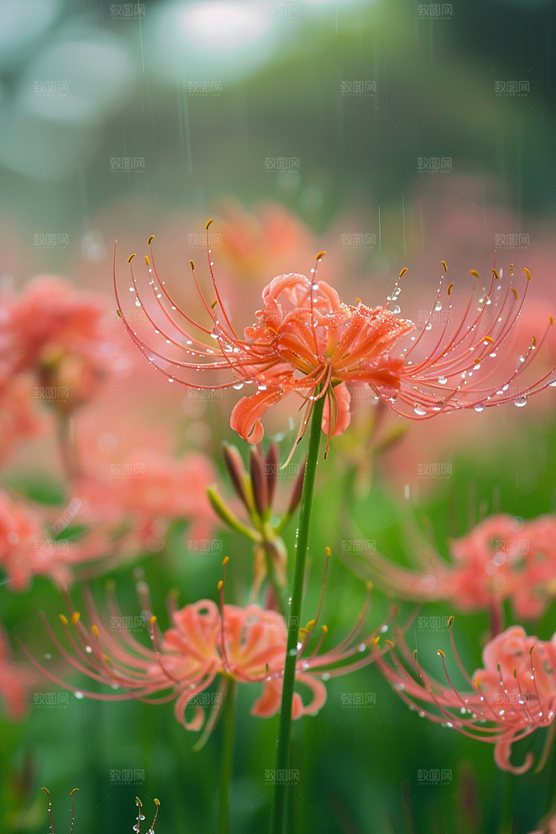 彼岸花幽冥石蒜摄影图
