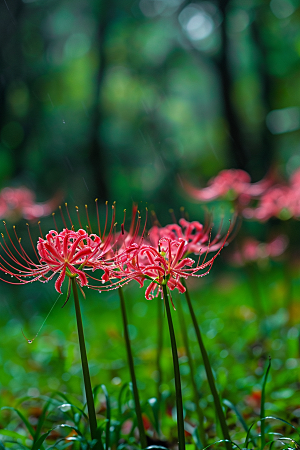 彼岸花自然花卉摄影图