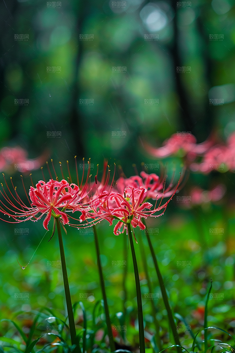 彼岸花自然花卉摄影图