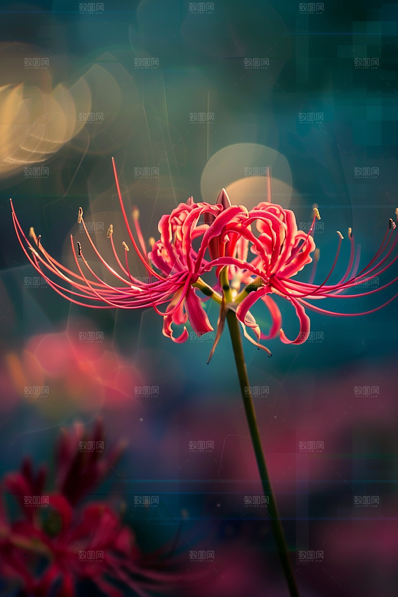 彼岸花幽冥花卉摄影图