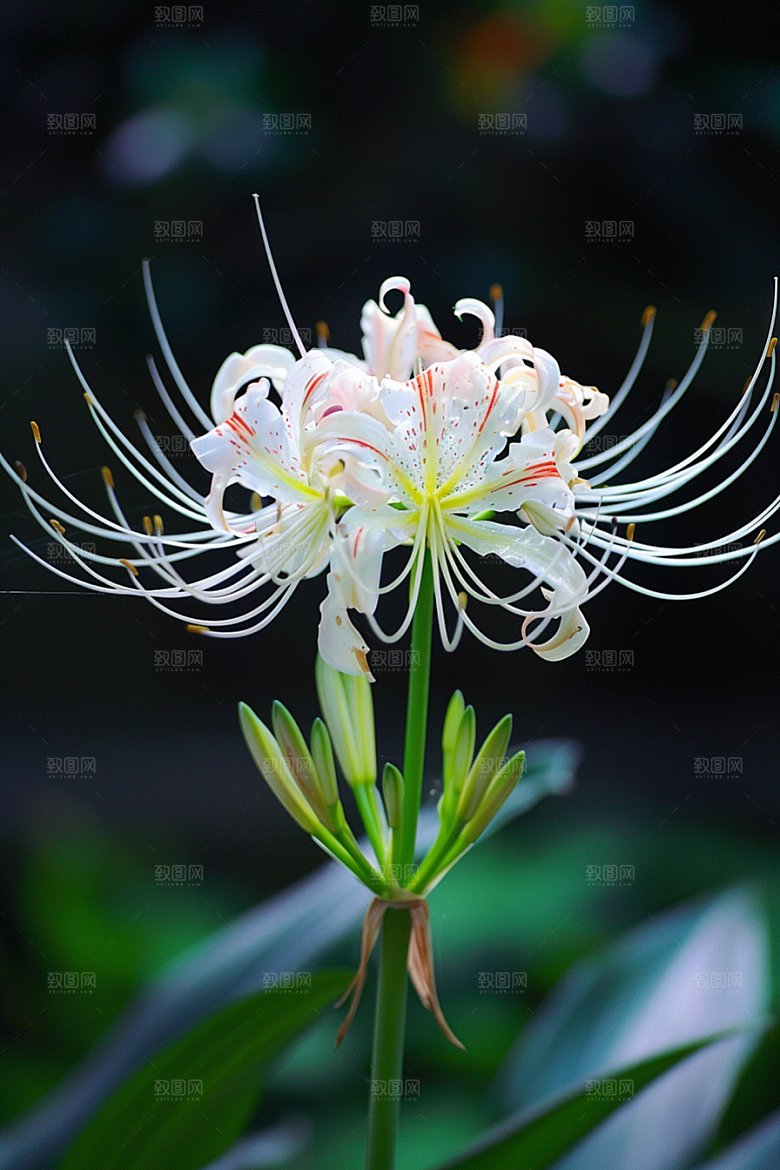 彼岸花灵魂传说石蒜摄影图