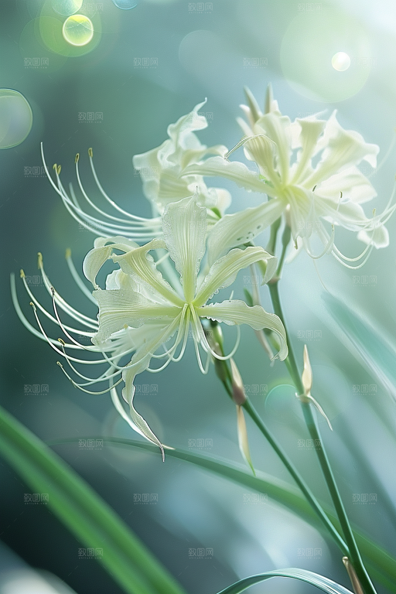 彼岸花优雅花卉摄影图