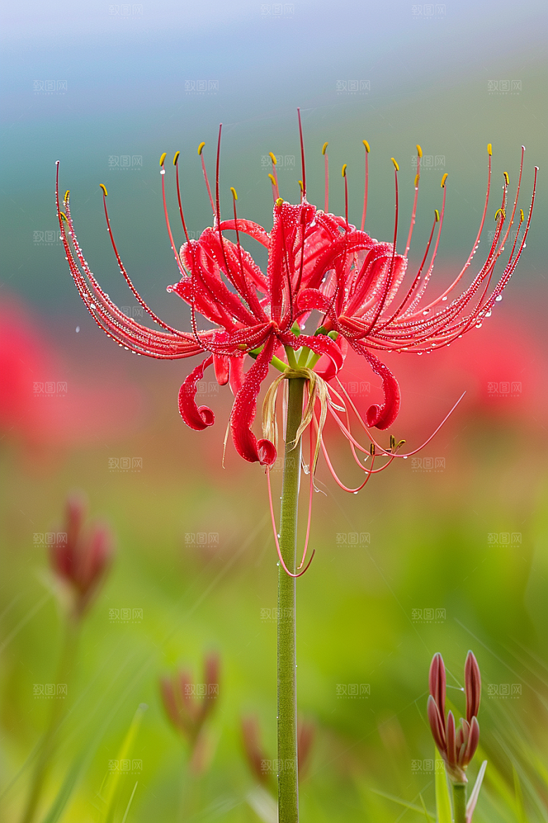 彼岸花灵魂传说花卉摄影图