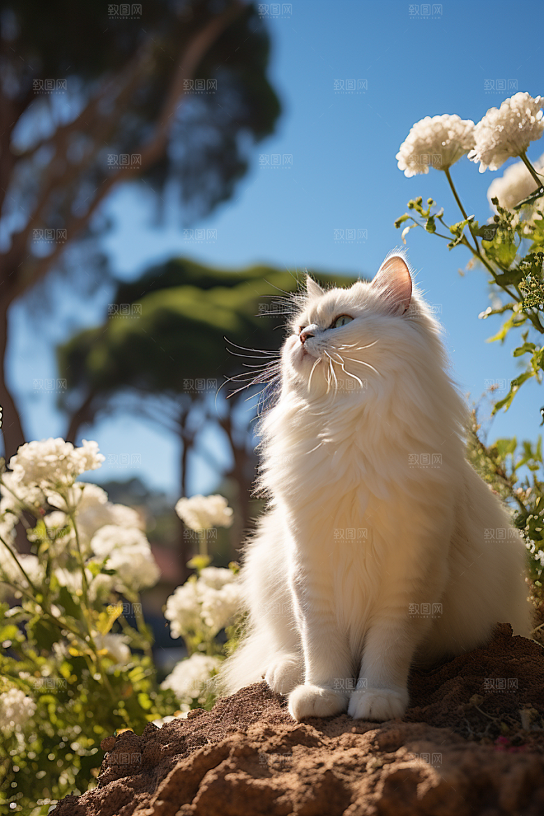 布偶猫仙女猫长毛猫摄影图