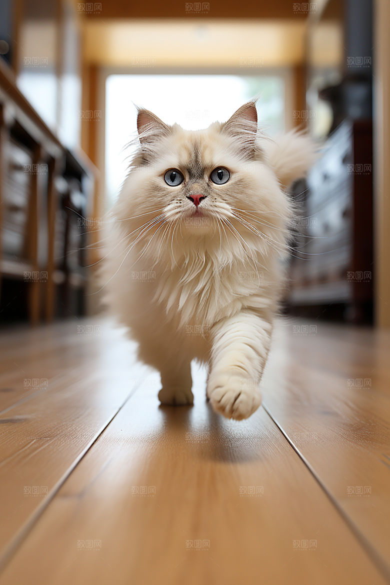 布偶猫清新自然摄影图