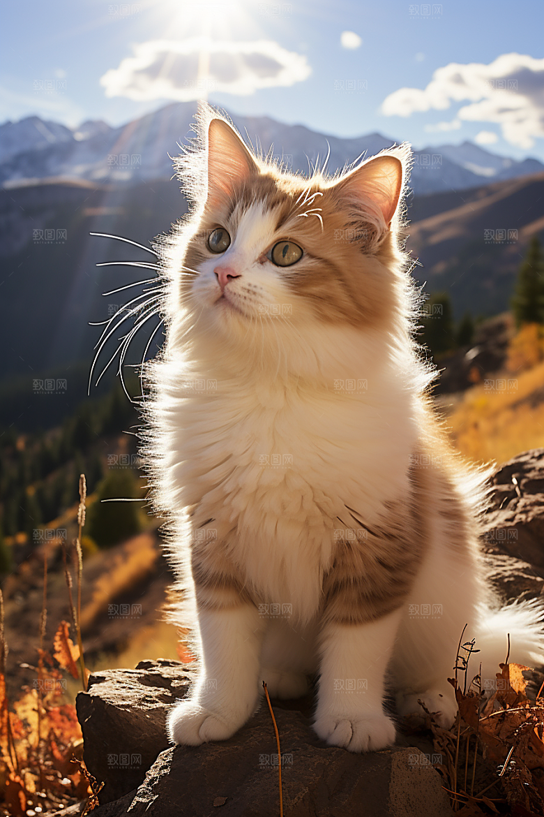 布偶猫清新可爱摄影图