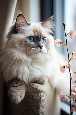 布偶猫仙女猫自然摄影图