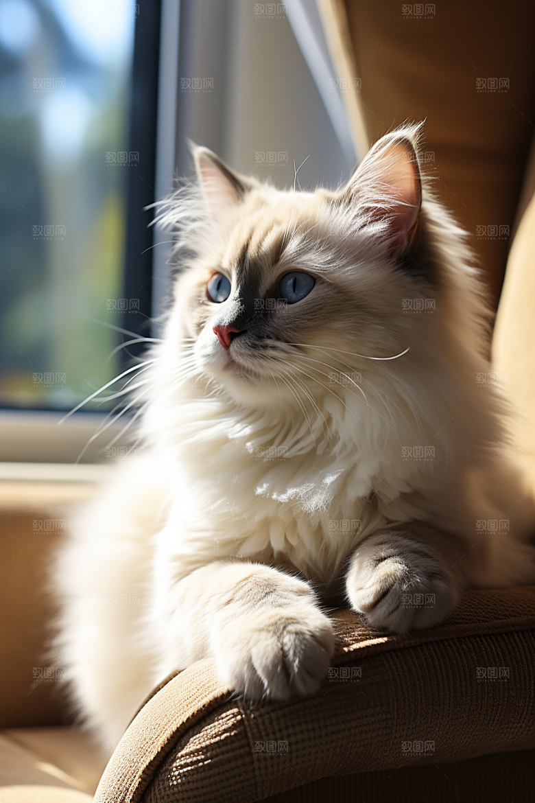 布偶猫养宠长毛猫摄影图