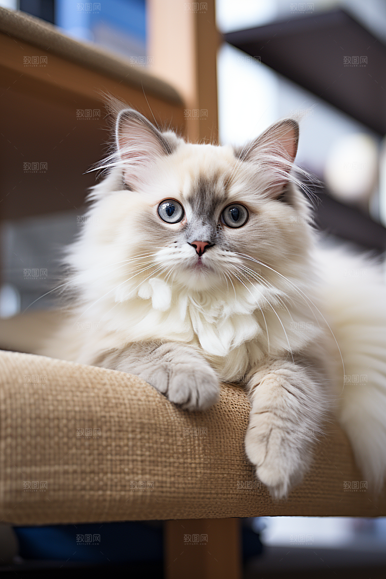 布偶猫仙女猫宠物摄影图
