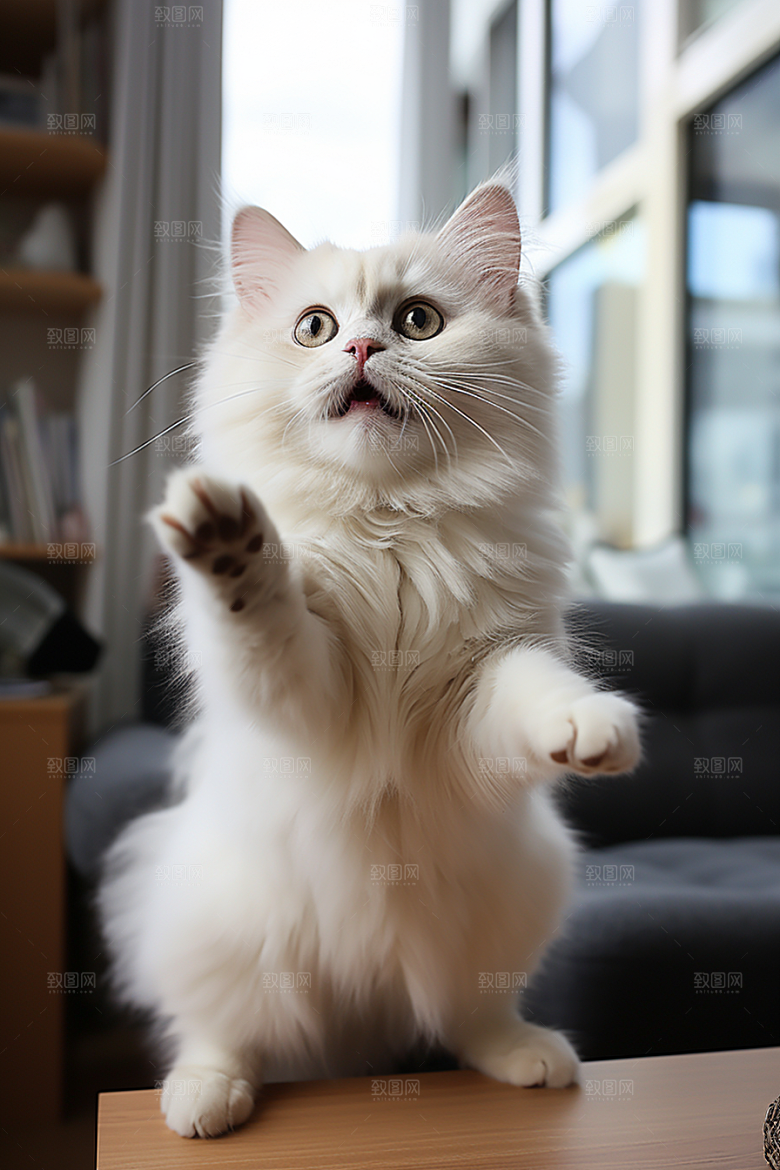 布偶猫宠物清新摄影图