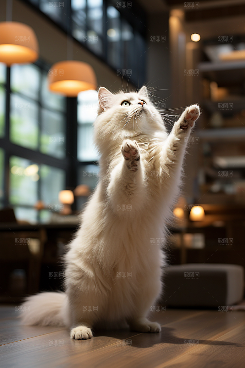 布偶猫仙女猫宠物摄影图