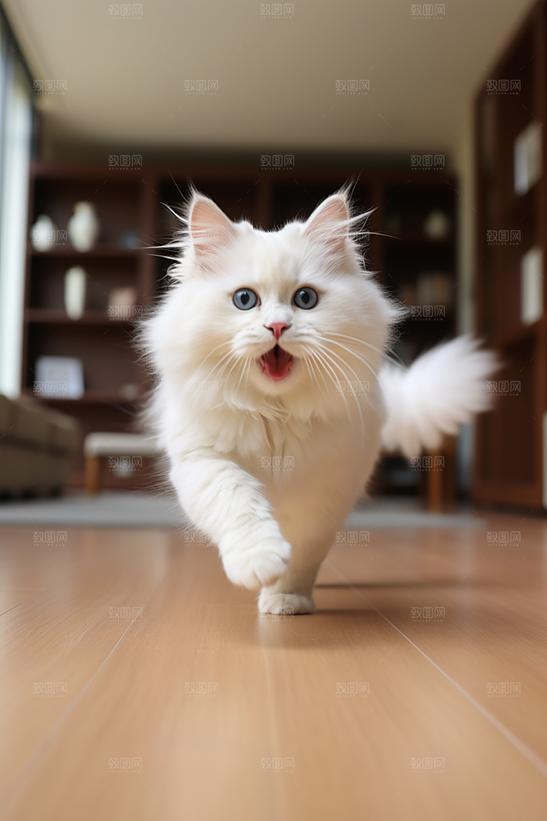 布偶猫家居高清摄影图
