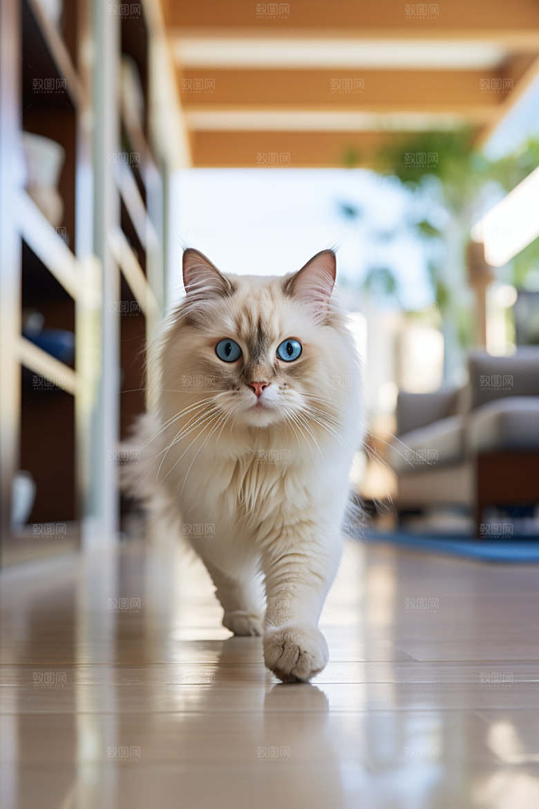 布偶猫长毛猫高清摄影图