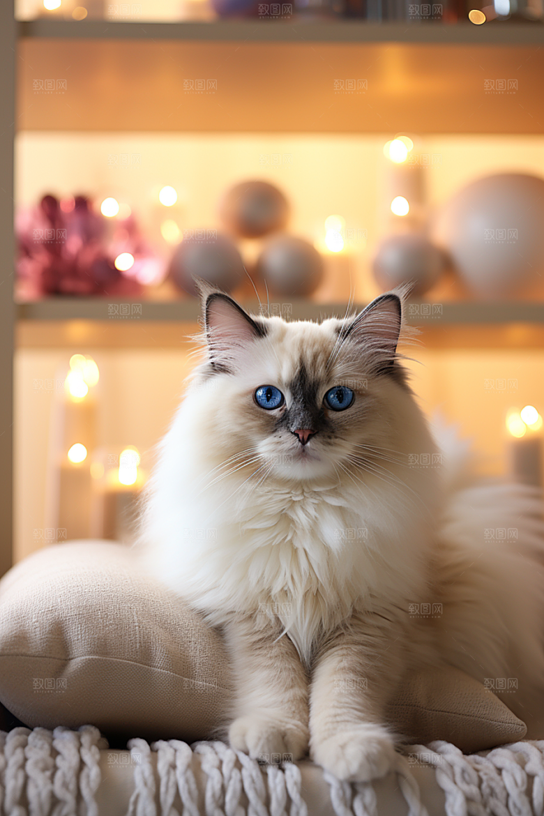 布偶猫长毛猫仙女猫摄影图