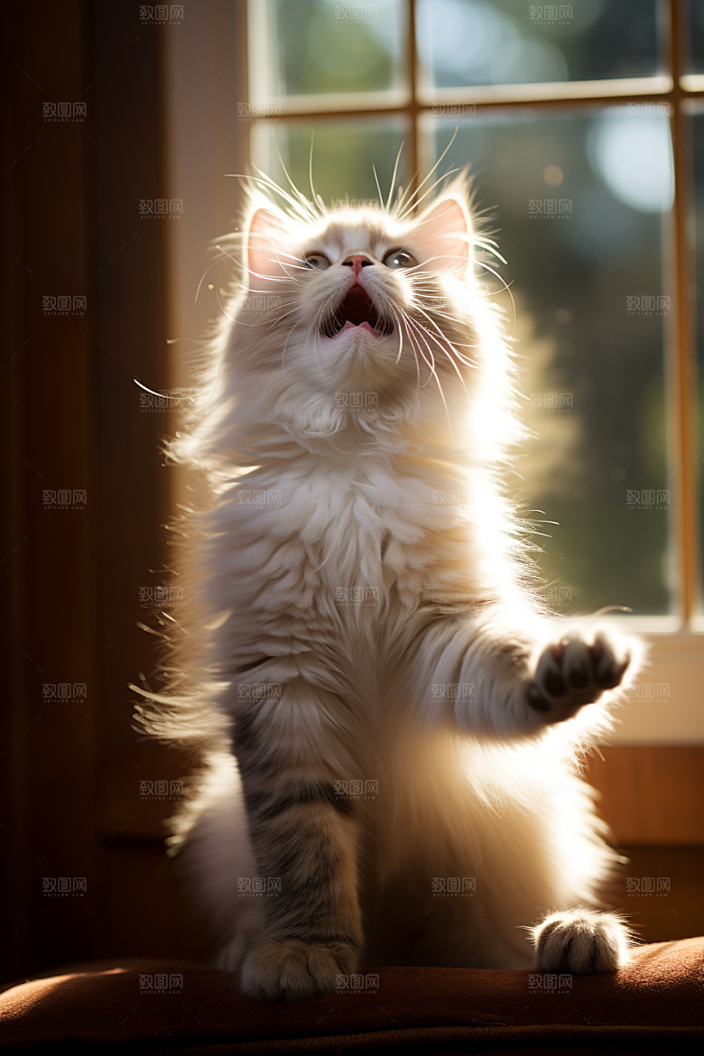 布偶猫家居养宠摄影图