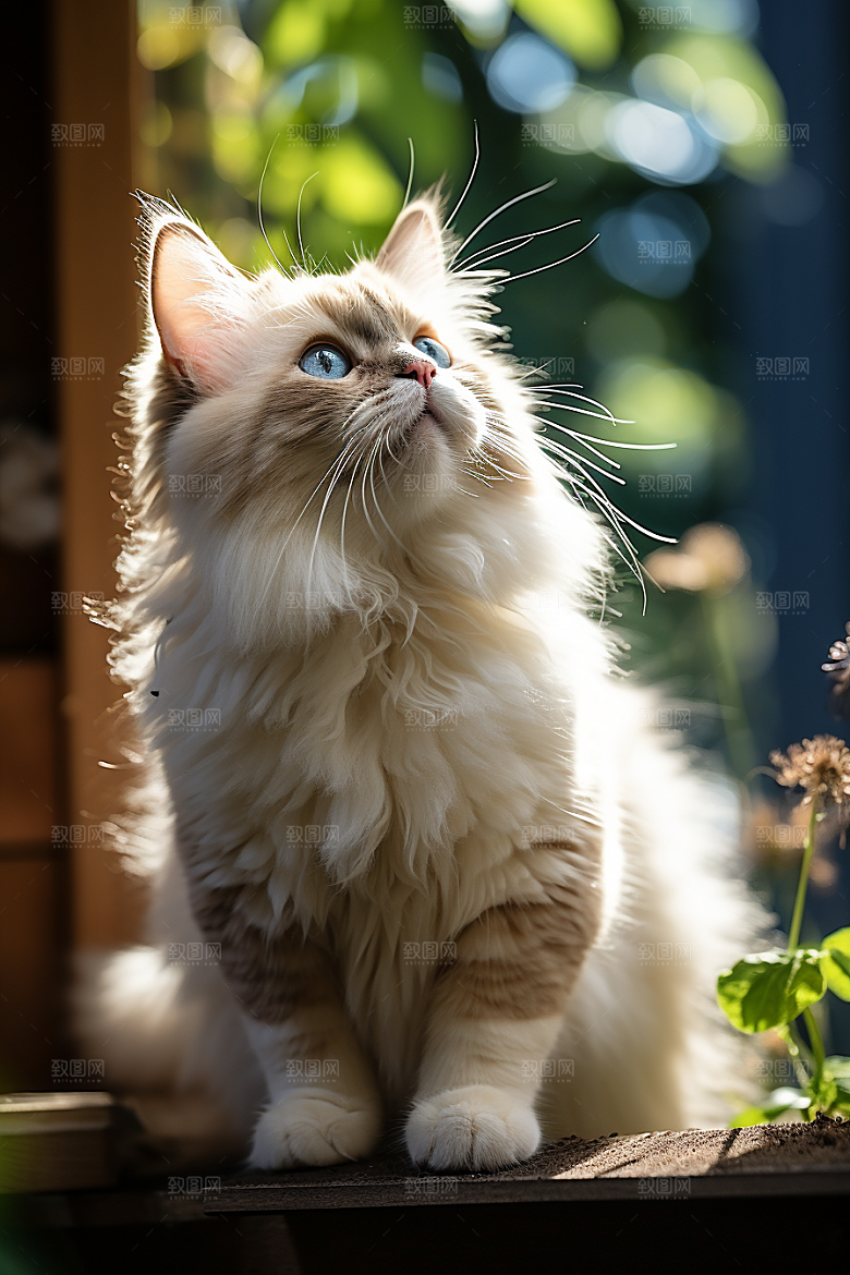 布偶猫可爱清新摄影图