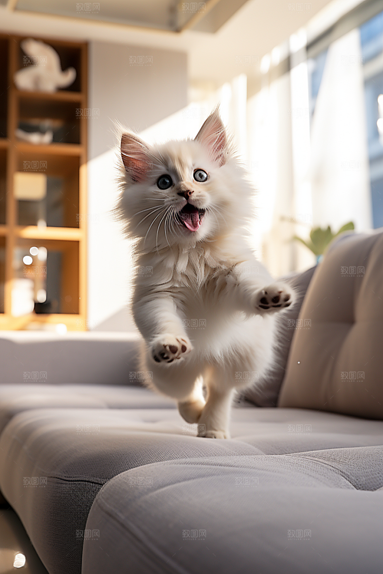 布偶猫长毛猫自然摄影图