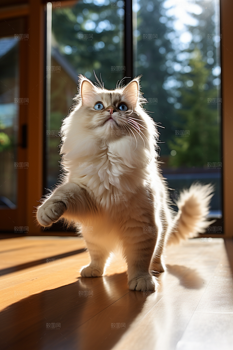 布偶猫养宠长毛猫摄影图