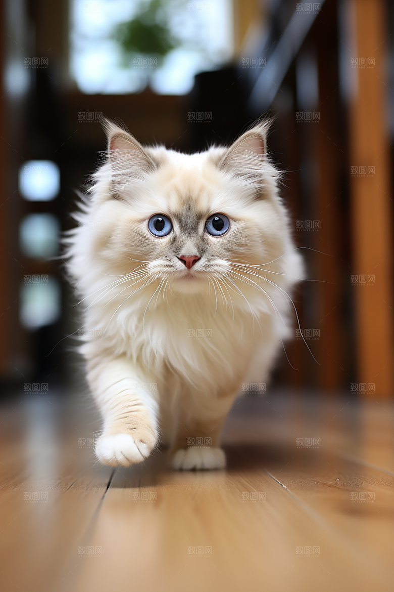 布偶猫高清长毛猫摄影图