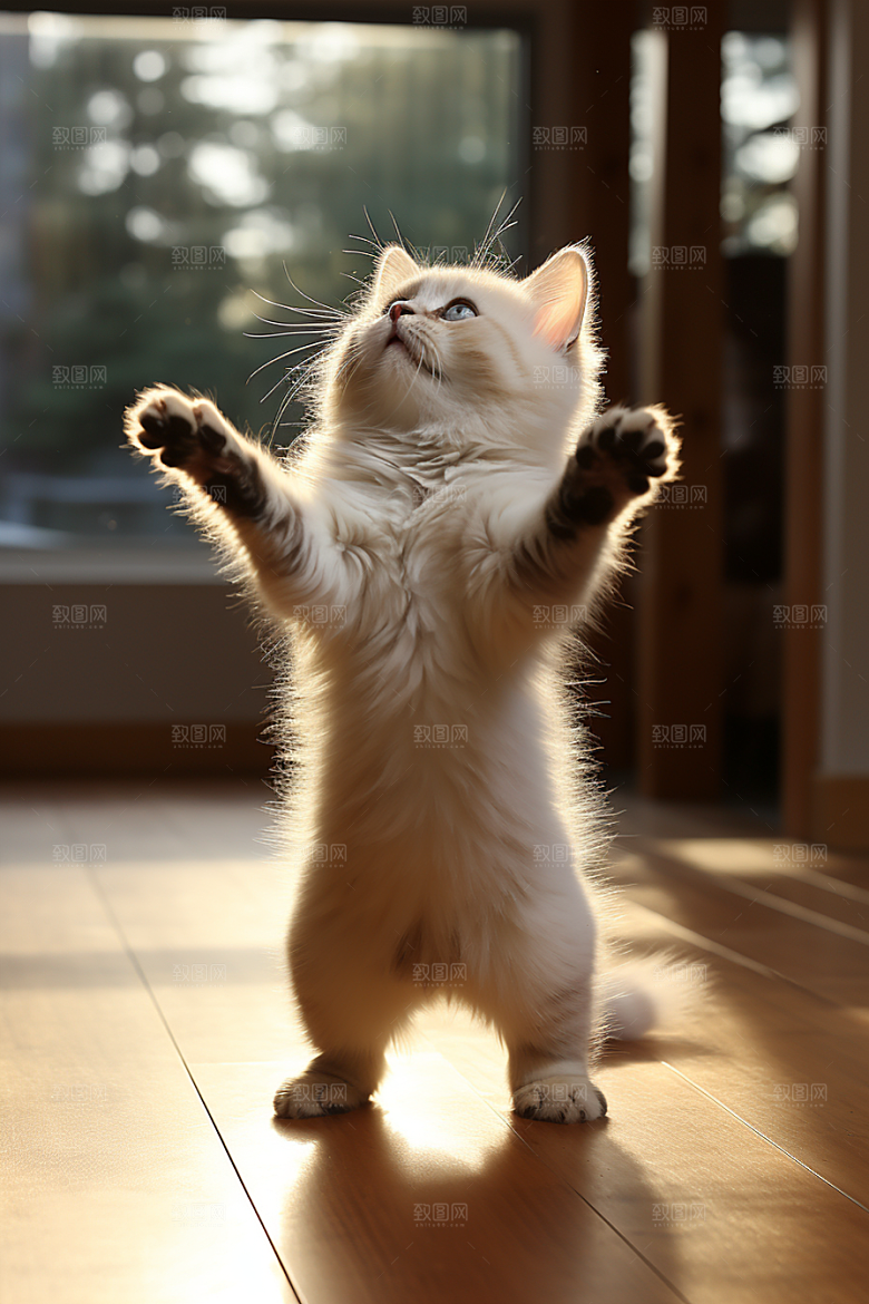 布偶猫高清自然摄影图