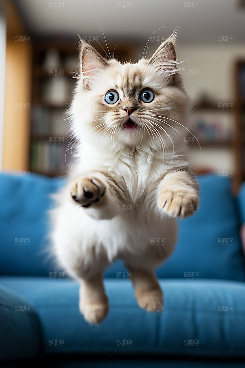 布偶猫高清自然摄影图