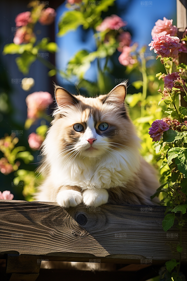 布偶猫养宠可爱摄影图