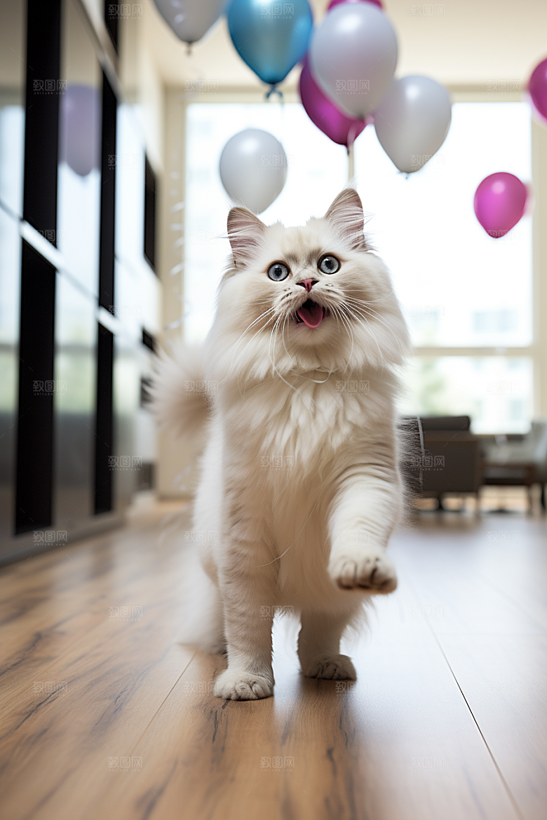 布偶猫仙女猫自然摄影图