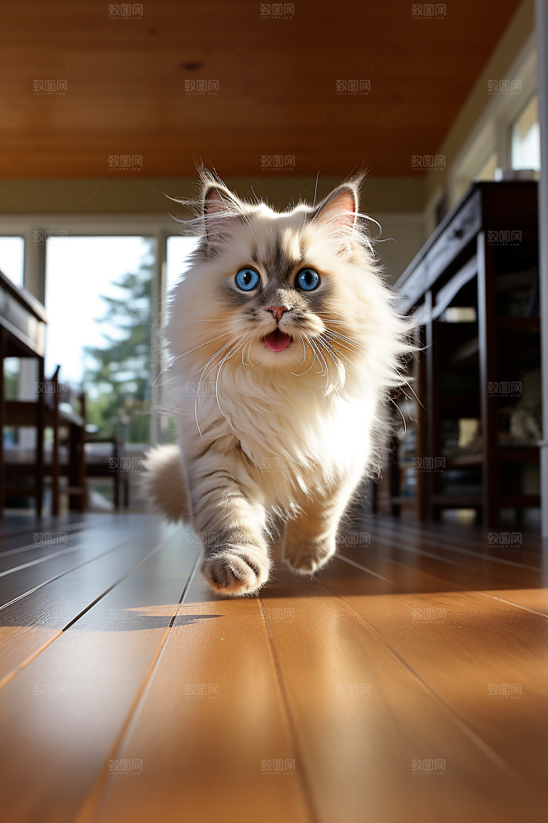 布偶猫可爱自然摄影图