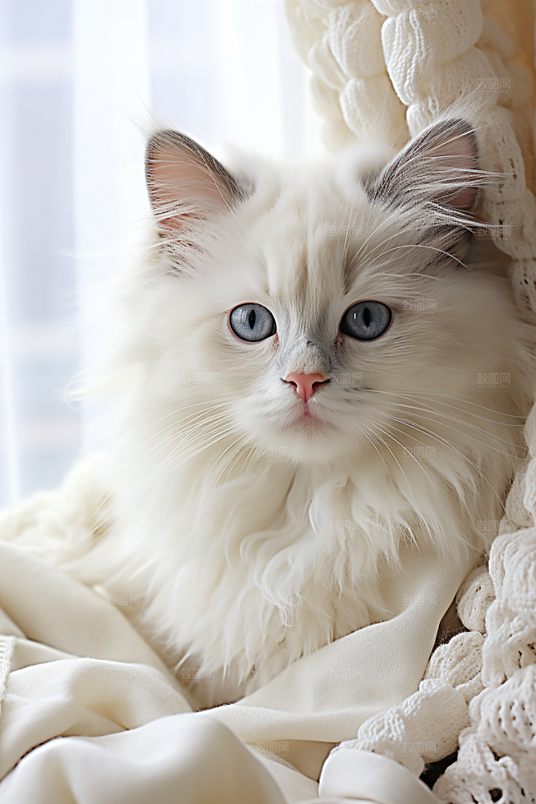 布偶猫长毛猫养宠摄影图