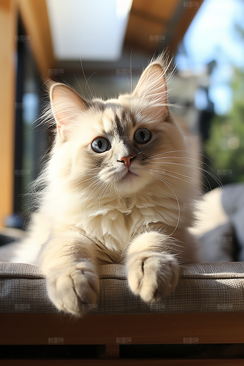 布偶猫高清宠物摄影图