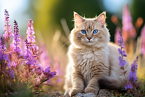 布偶猫仙女猫长毛猫摄影图