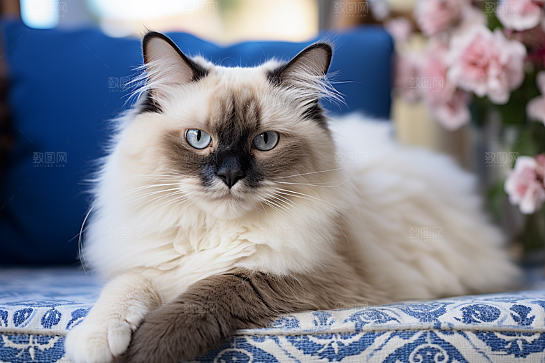 布偶猫长毛猫宠物摄影图