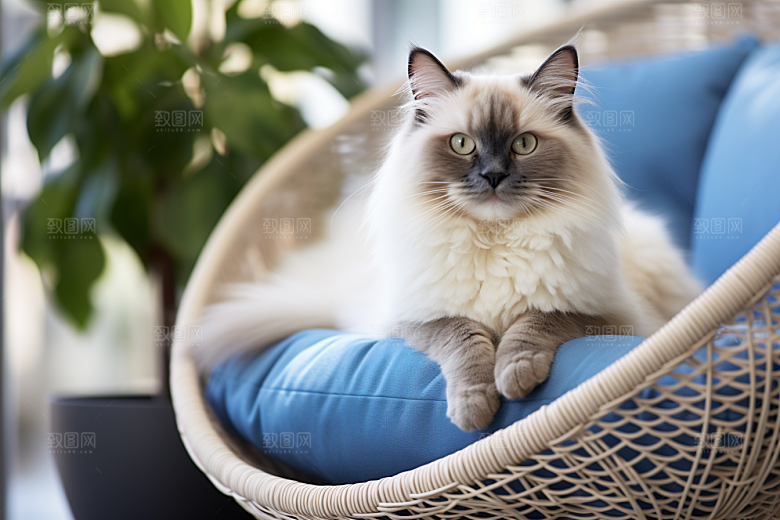 布偶猫高清生活摄影图