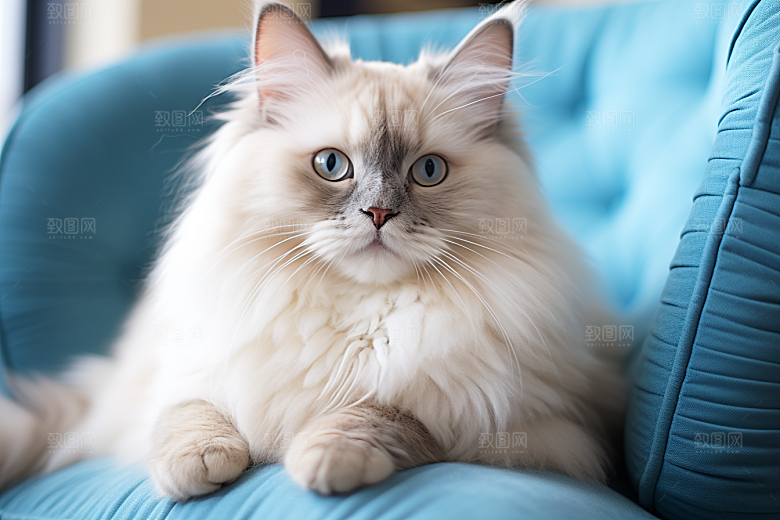 布偶猫仙女猫生活摄影图