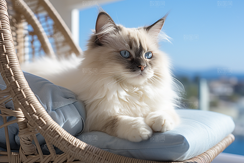 布偶猫仙女猫清新摄影图
