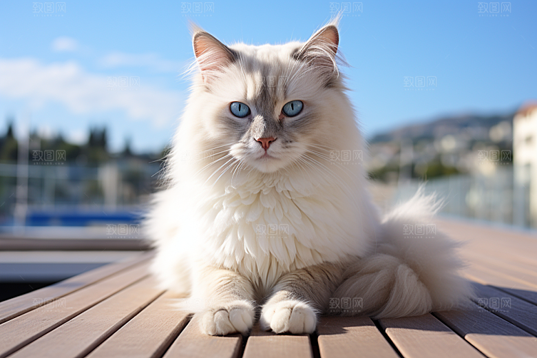 布偶猫可爱长毛猫摄影图