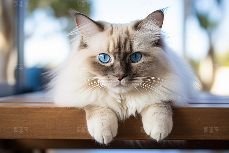 布偶猫生活高清摄影图