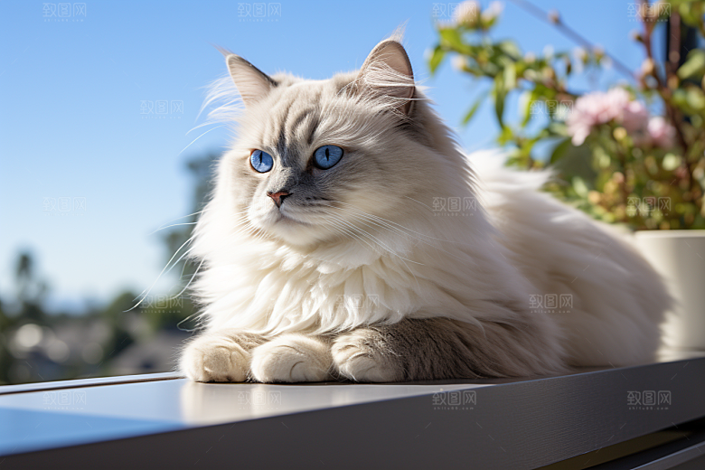 布偶猫长毛猫家居摄影图